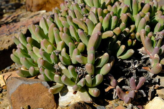 Image of Peersia macradenia (L. Bol.) L. Bol.