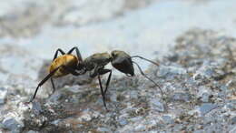 Image of Camponotus sericeiventris (Guerin-Meneville 1838)