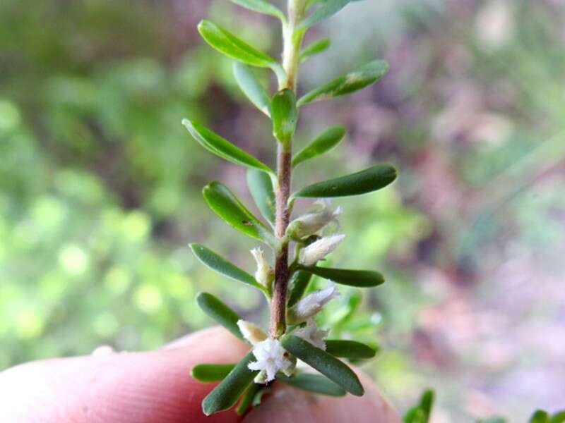 Image of Leucopogon margarodes R. Br.