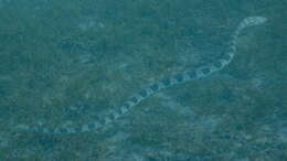 Image of Olive-headed or greater seasnake