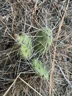 Image of grizzleybear pricklypear