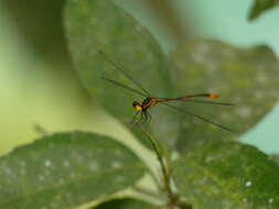 Image of Heteragrion alienum Williamson 1919