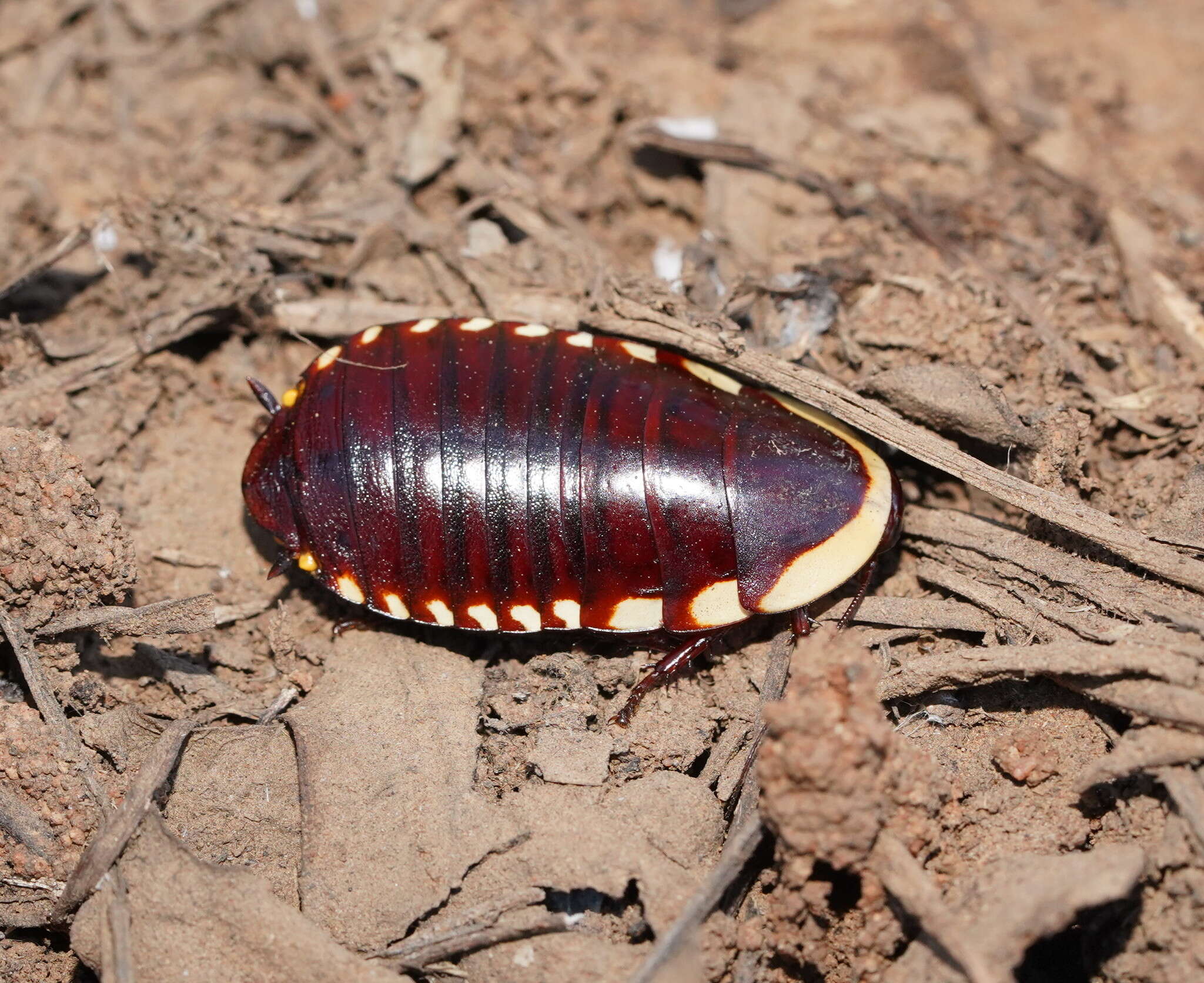 صورة Cosmozosteria bicolor (Saussure 1864)