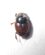 Image of Onthophagus pullus Roth 1851