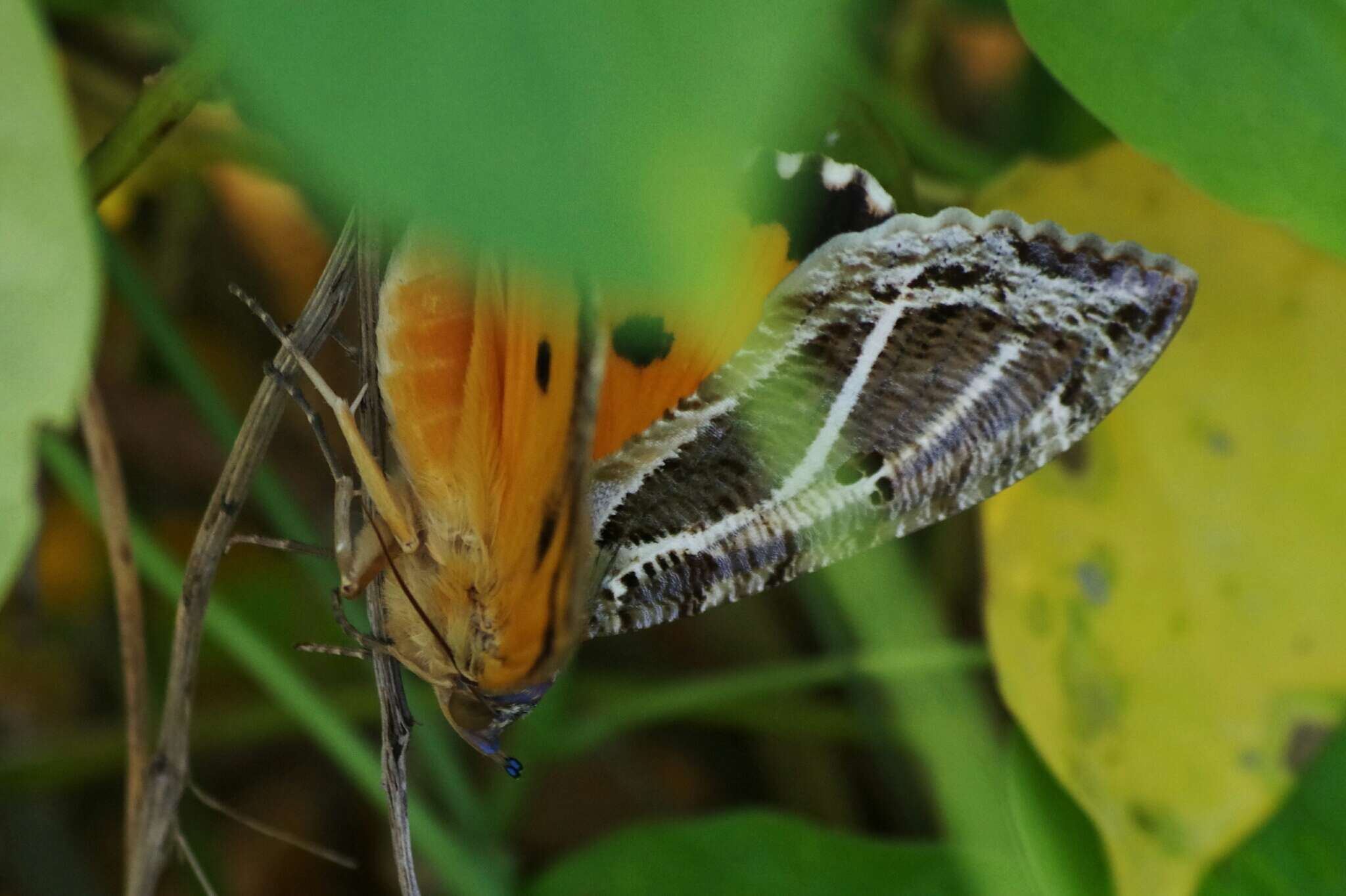 صورة Eudocima materna (Linnaeus 1767)