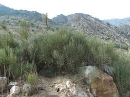 Image of Ephedra procera C. A. Mey.