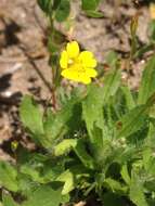 Image of Yellow Creeping Monkey-Flower