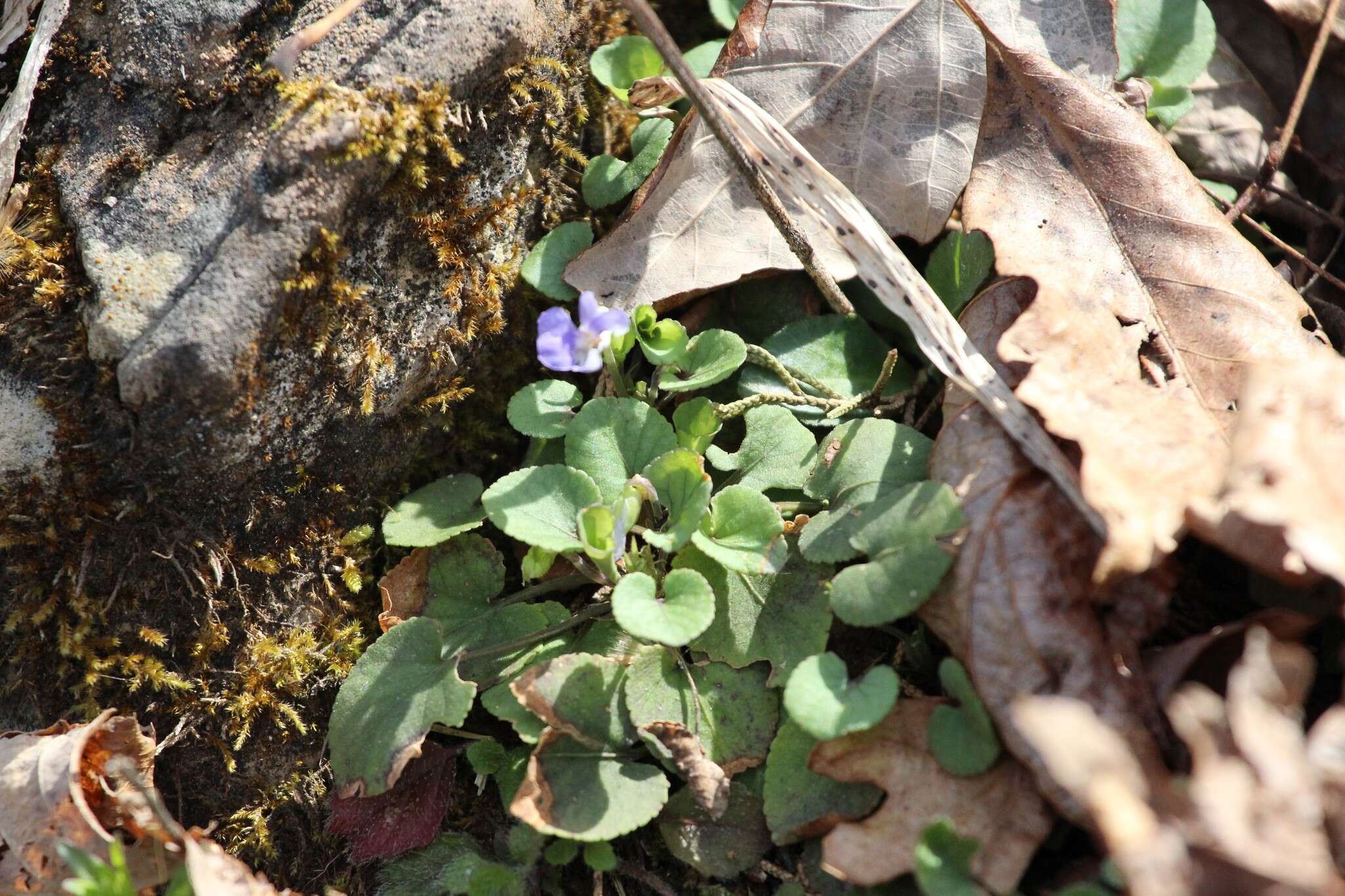Sivun Viola walteri House kuva