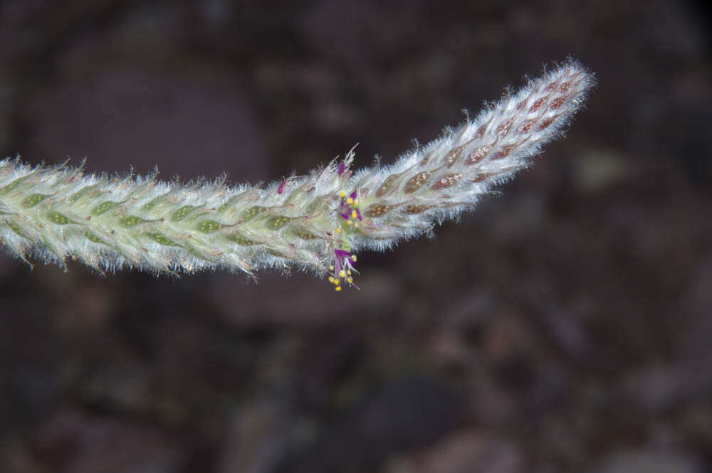 Image of Dalea pringlei var. pringlei