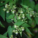 Image of Cynanchum ethiopicum Liede & Khanum