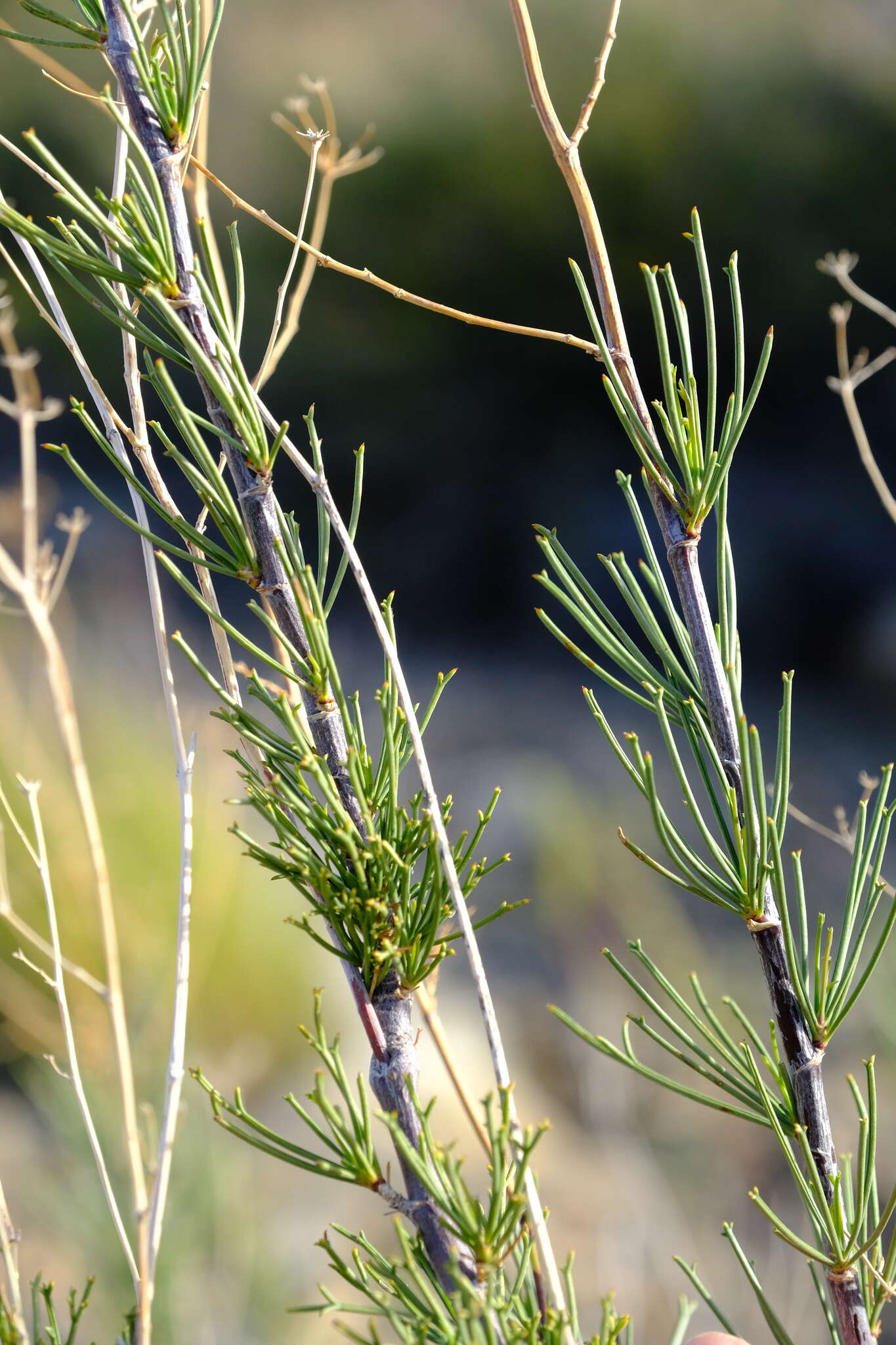 Image of Anginon fruticosum