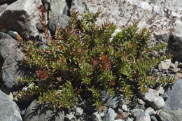 Image of Rhodiola quadrifida (Pallas) Fischer & Meyer