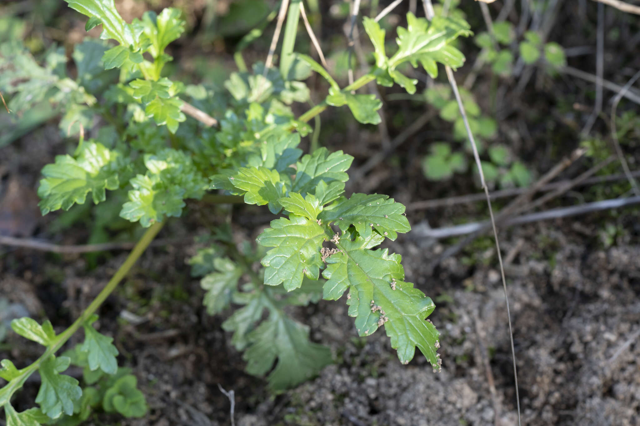 Imagem de Scrophularia lucida L.