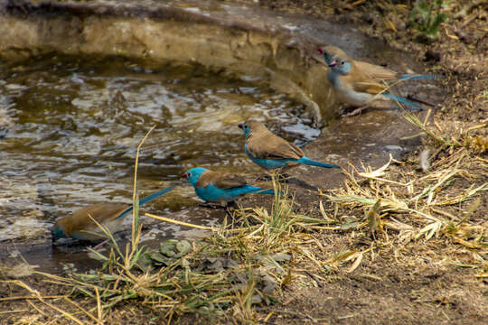 صورة Uraeginthus cyanocephalus (Richmond 1897)