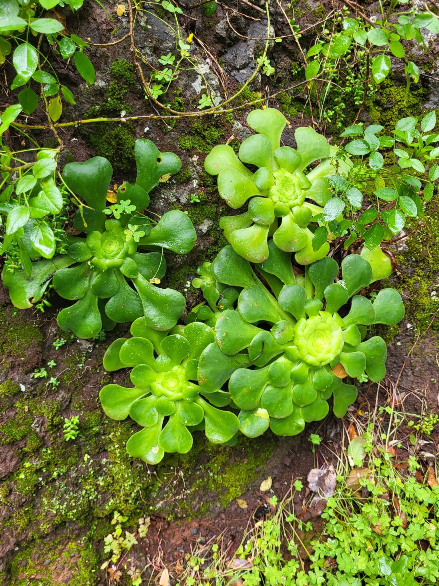 Image of Aeonium canariense subsp. latifolium (Burchard) Bañares