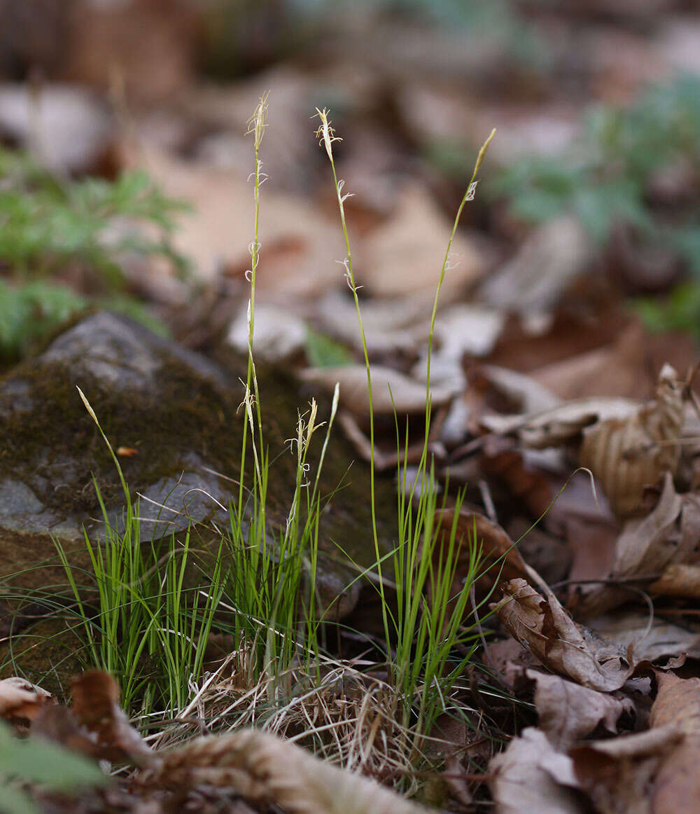 Image of Carex ussuriensis Kom.