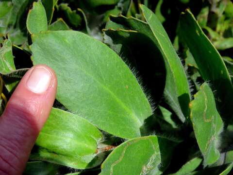 Image of Leucospermum conocarpodendron subsp. conocarpodendron