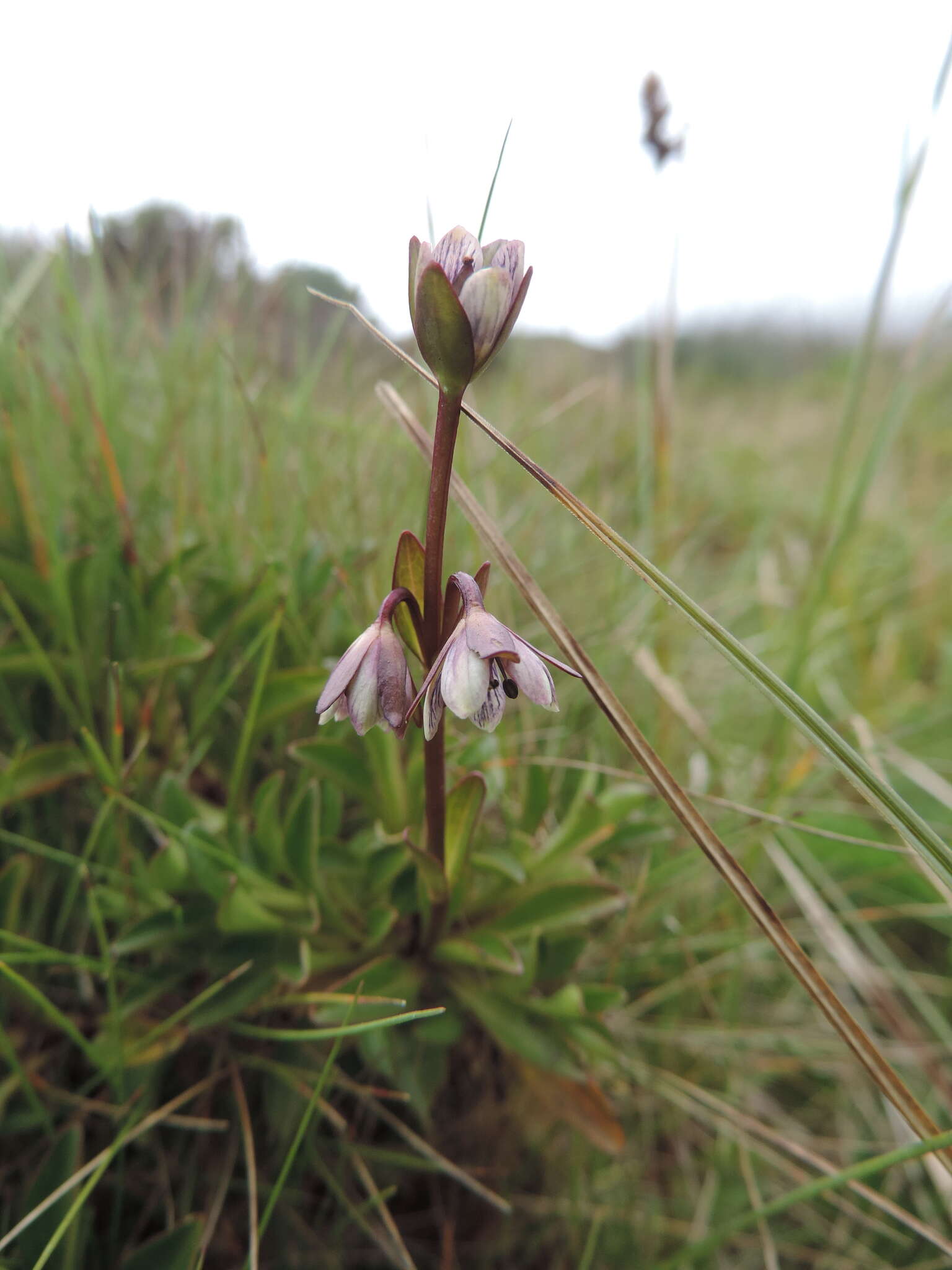 Image of Swertia macrosepala Gilg