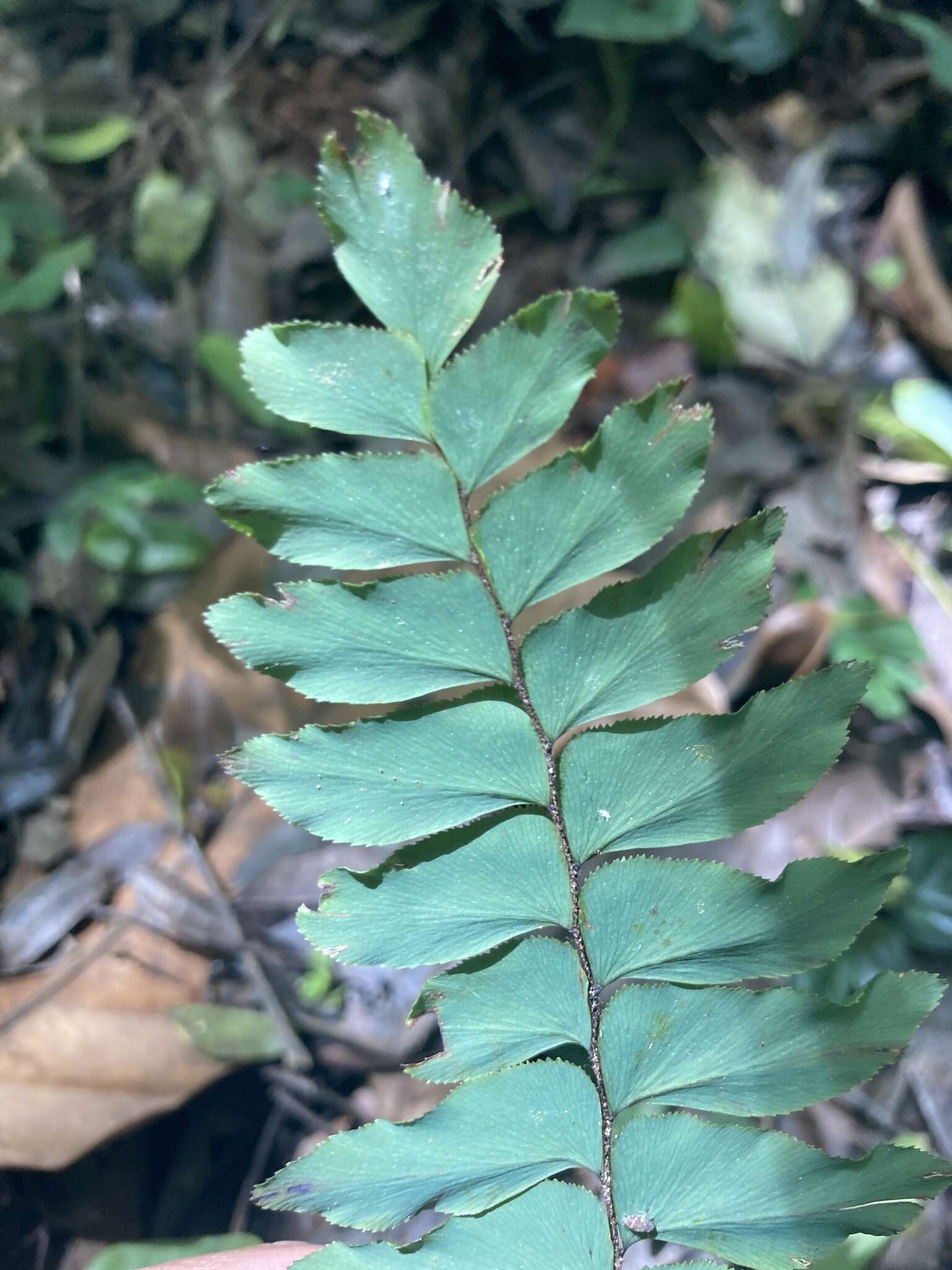 Imagem de Adiantum latifolium Lam.