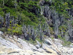 Imagem de Pilosocereus ulei (K. Schum.) Byles & G. D. Rowley