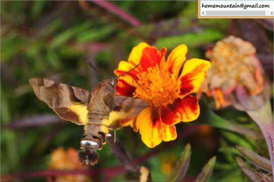 Image of Macroglossum nycteris Kollar (1844)