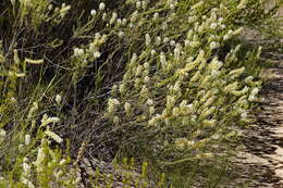Image of Selago glutinosa subsp. glutinosa