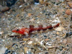 Plancia ëd <i>Speleogobius llorisi</i>