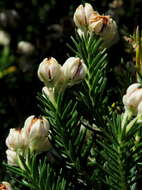 Image of Erica triflora L.