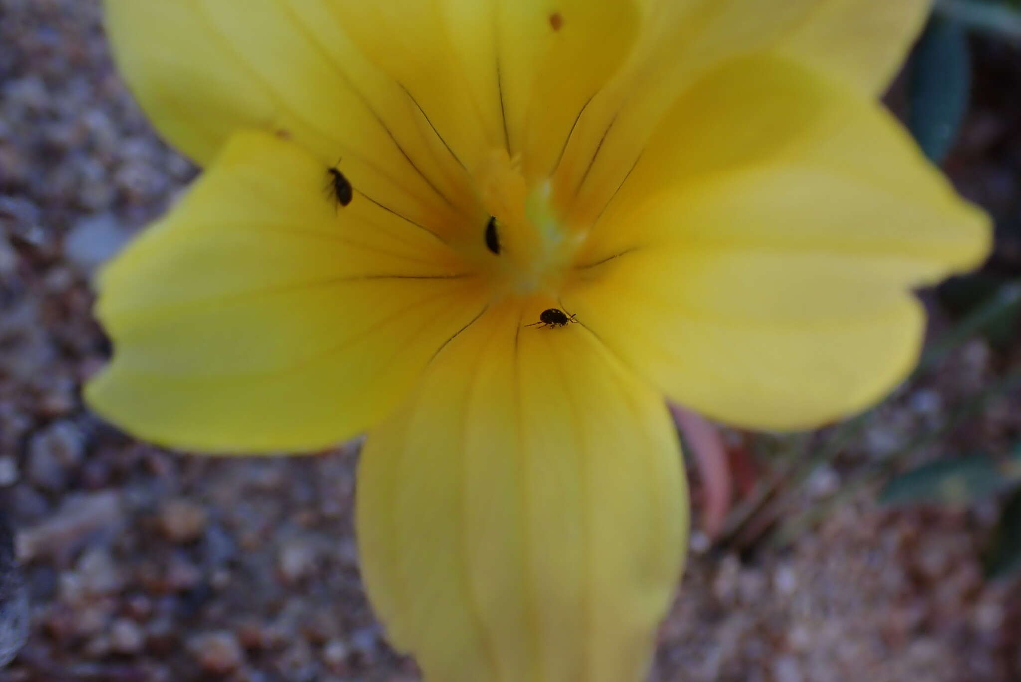 Image of Romulea pearsonii M. P. de Vos