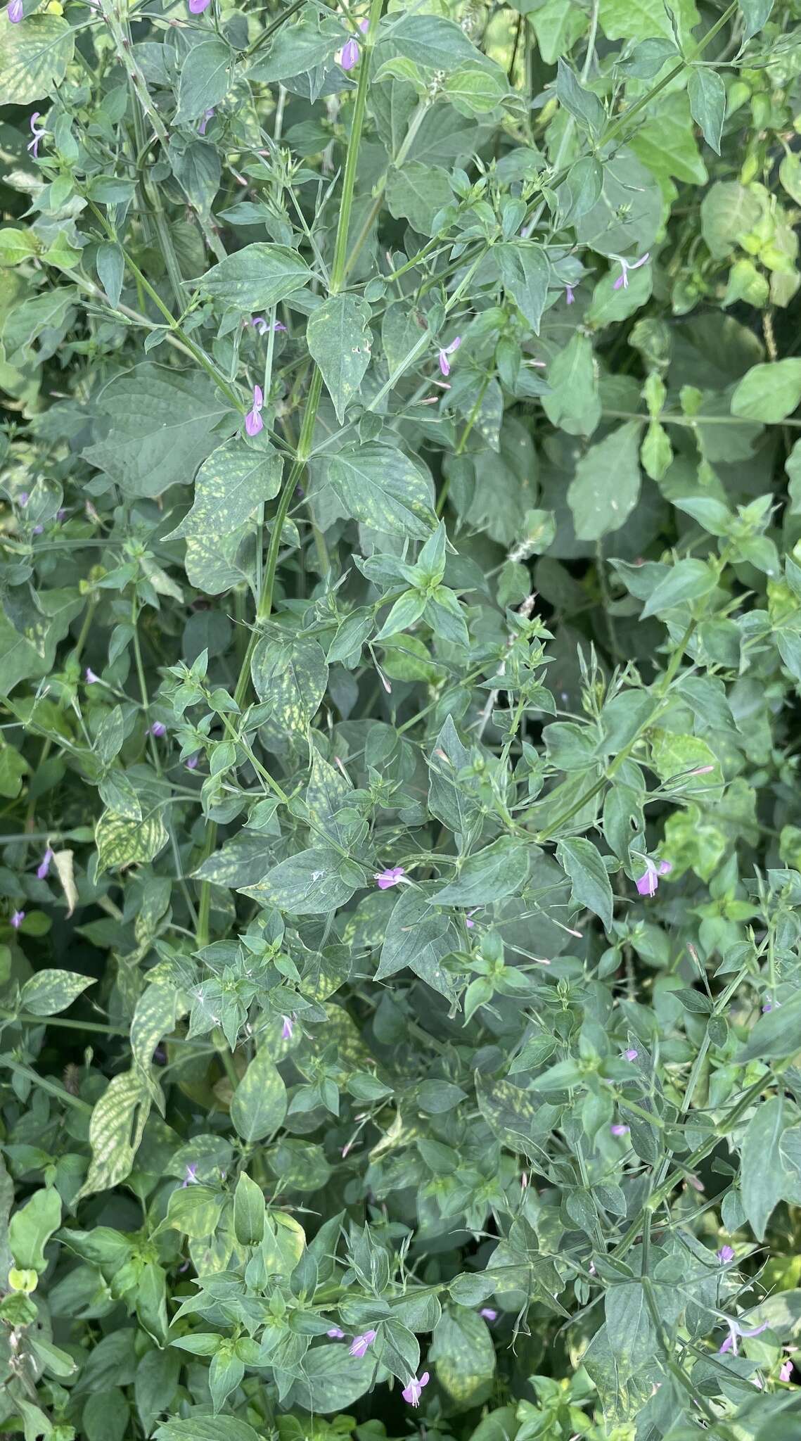 Image of Dicliptera paniculata (Forssk.) I. Darbysh.