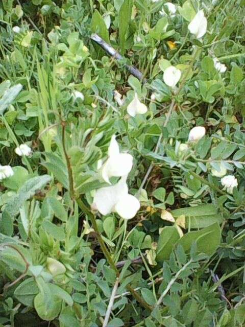 Image of Vicia lutea subsp. lutea