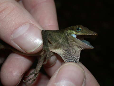 Image of Slender Anole