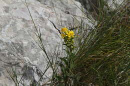 Plancia ëd Solidago virgaurea subsp. taurica (Juz.) Tzvel.