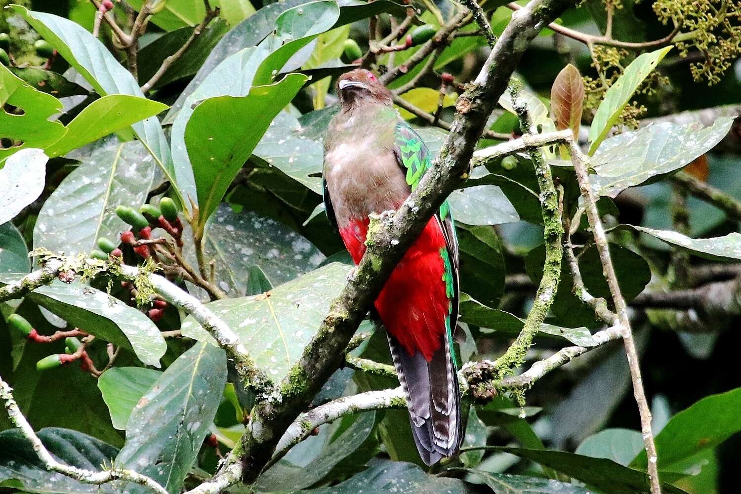 Pharomachrus antisianus (d'Orbigny 1837) resmi