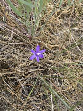 Image of Indian Valley Cluster-Lily