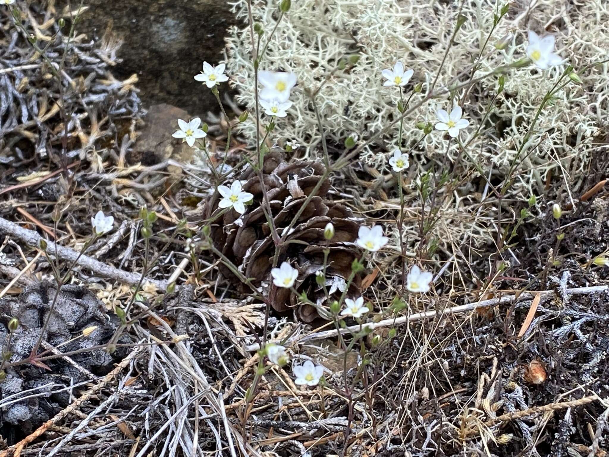 Image of slender stitchwort