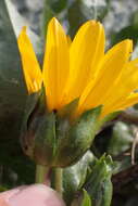 Image of Humboldt mule-ears