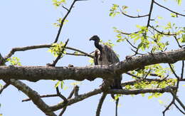 Image of Slender-billed Vulture