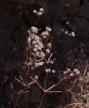 Plancia ëd Galium setaceum Lam.