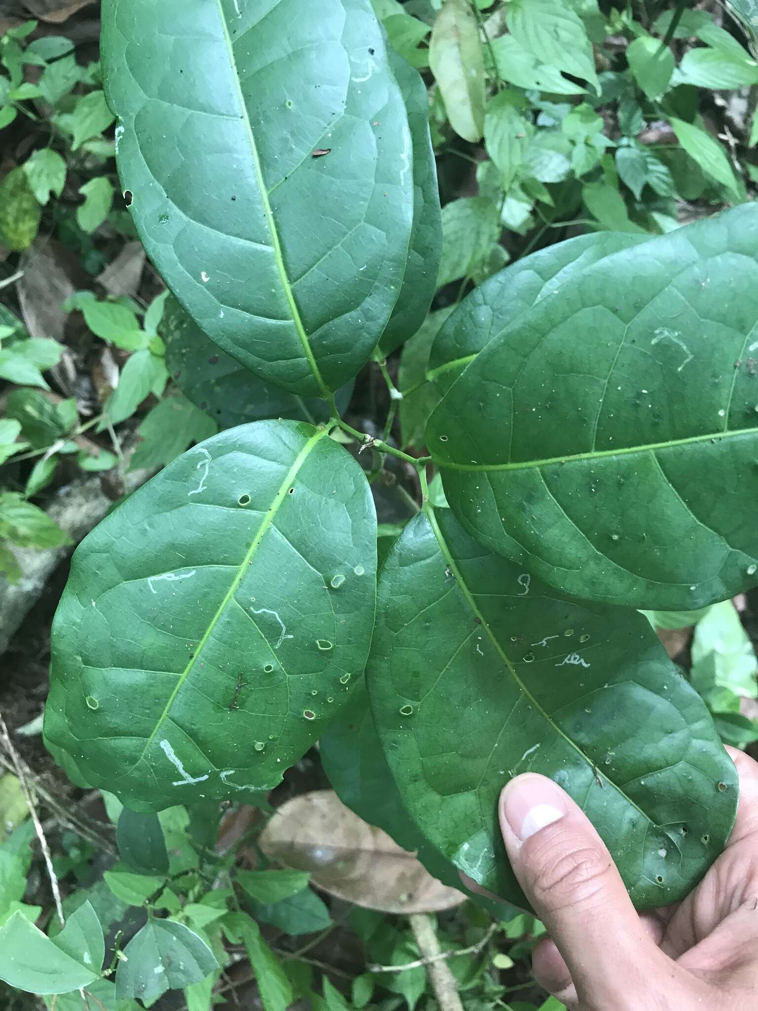 Plancia ëd Mansoa hymenaea (A. DC.) A. Gentry