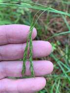 Imagem de Carex debilis Michx.