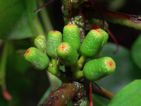 Image de Taxillus liquidambaricola (Hayata) Hosok.