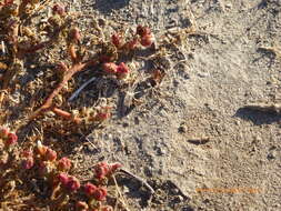 Image of slenderleaf iceplant