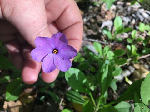 Image of creeping phlox