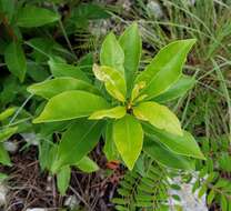 Image de Sideroxylon salicifolium (L.) Lam.