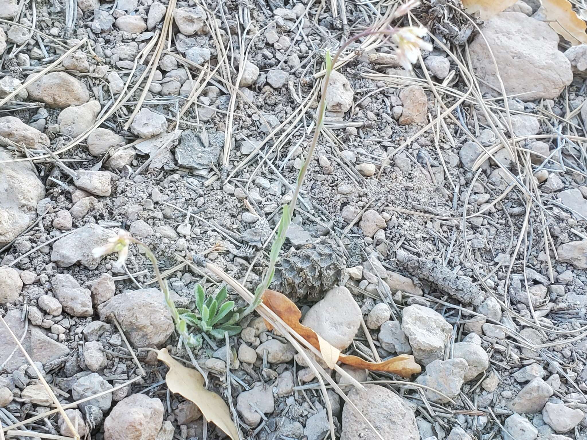 Image of Fendler's rockcress