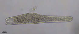 Image de Spirostomum teres