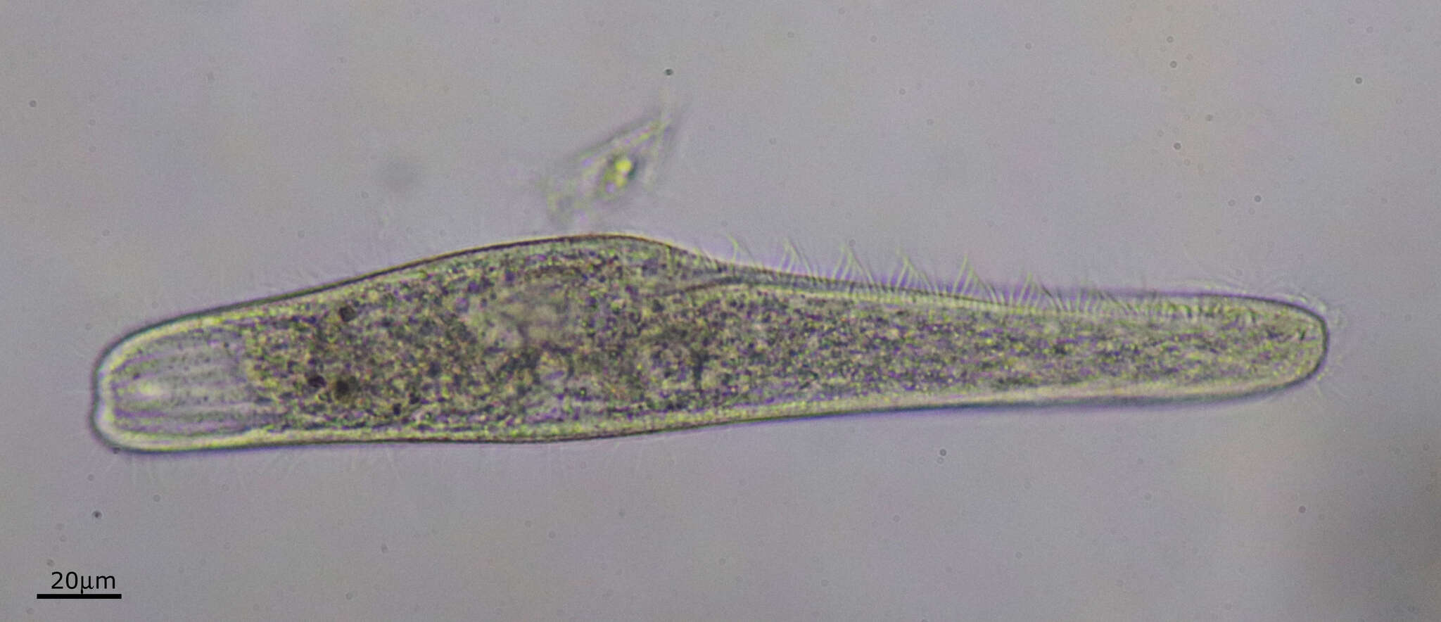 Sivun Spirostomum teres kuva