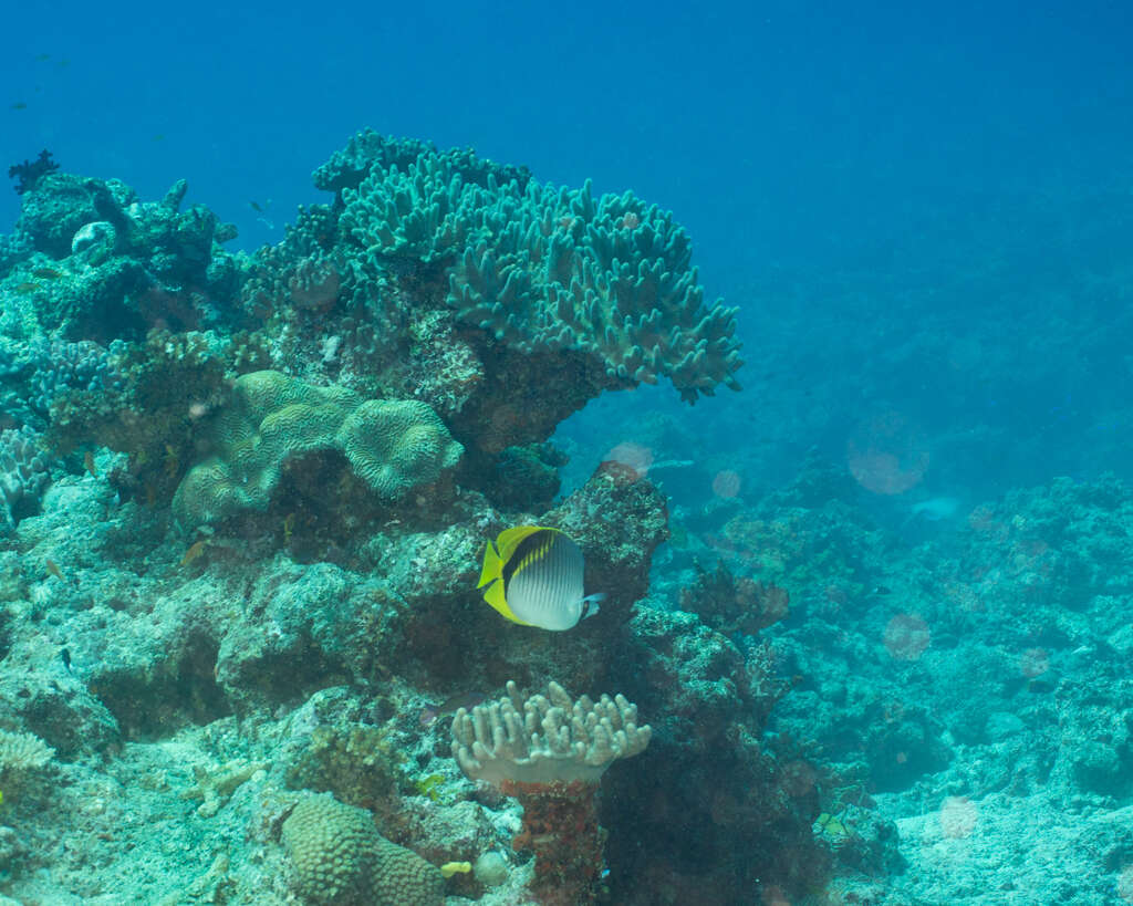 Image of Line Butterflyfish