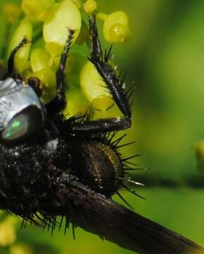 Belvosia borealis Aldrich 1928 resmi